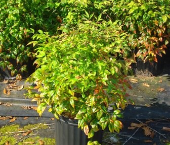 Fire Power Nandina