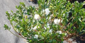 Hardy Gardenia Azalea