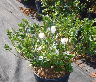 Hardy Gardenia Azalea